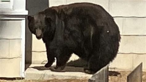 US authorities capture bears suspected of burglaries