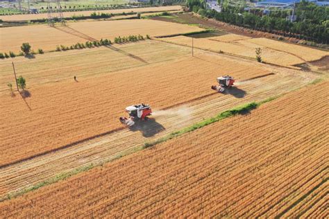 Winter Wheat Harvest Underway In Shandong Chinadaily Cn