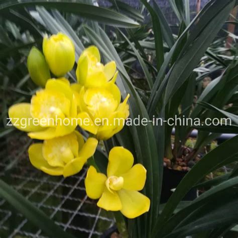 Chinese Orchid Live Cymbidium Hybrids Natural Plant Orchid And Cymbidium