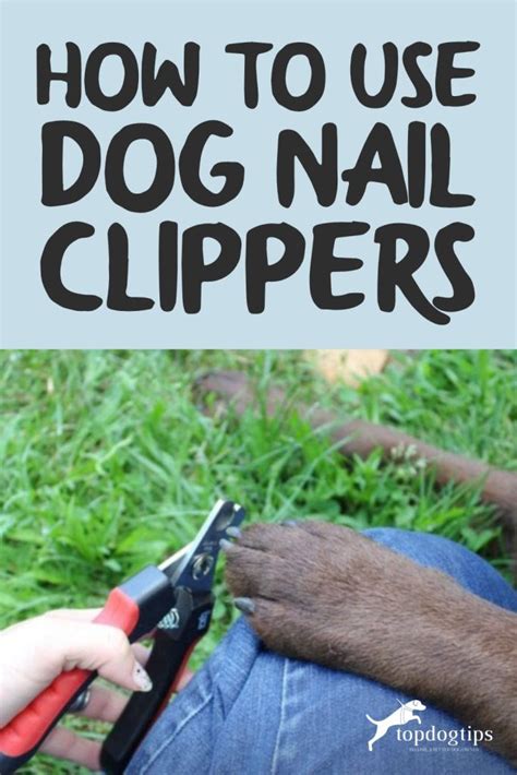 How To Use Dog Nail Clippers – Top Dog Tips