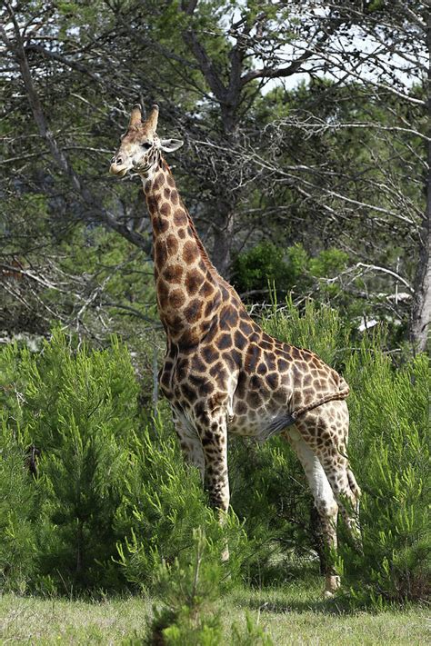 African Giraffes 130 Photograph by Bob Langrish - Pixels