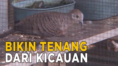 Pelihara Burung Perkutut Untuk Ketentraman Hati Jelang Siang Youtube