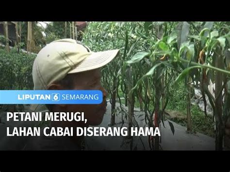 Petani Merugi Lahan Cabai Diserang Hama Liputan Semarang Youtube