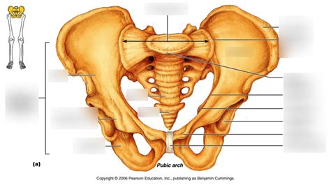 pelvic girdle bones (anatomy lab practical) Diagram | Quizlet