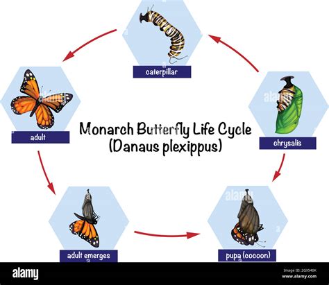 Ciclo De Vida De La Mariposa Monarca Imagen Vector De Stock Alamy Hot Sex Picture