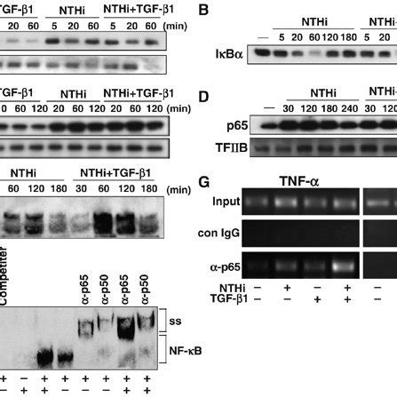 Schematic representation of TGF β1 induced synergistic NF κB activation