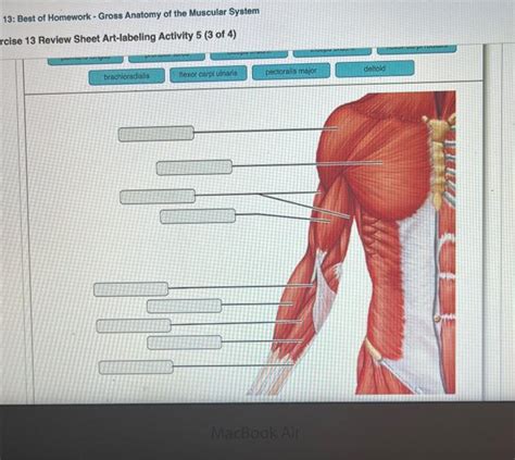 Solved Best Of Homework Gross Anatomy Of The Muscular Chegg