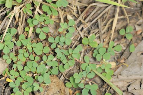 Desmodium Triflorum Flickr