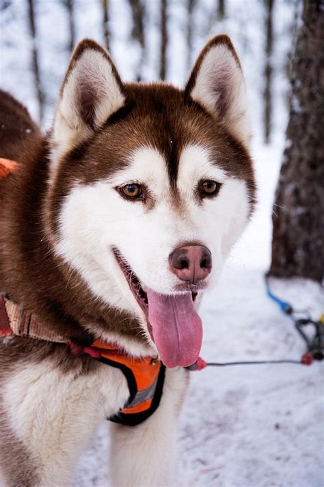 Great Dane Husky Mix Shop For Your Cause