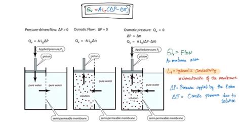 Lecture 3 Osmosis Flashcards Quizlet