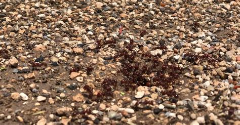 A Colony Of Ants Free Stock Video Footage, Royalty-Free 4K & HD Video Clip