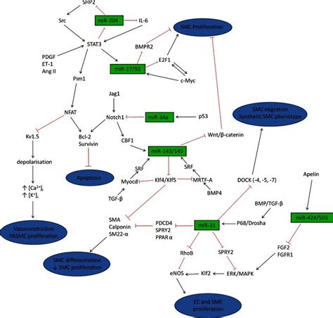 Mirna Regulatory Pathways Summary Schematic Illustrating The Complex