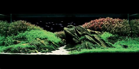 Aqua Forest Aquarium, ADA USA, Aqua Design Amano Aquarium Aquascape ...