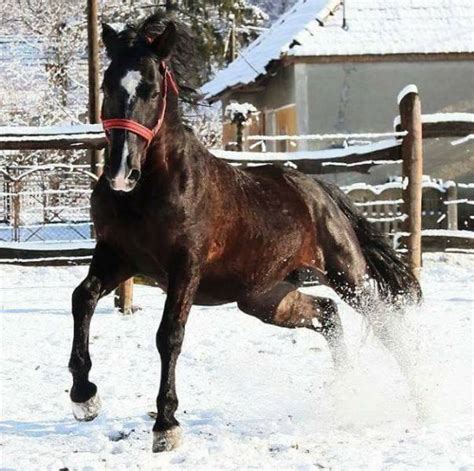 maestoso_mefiszto | Szentgyörgyvár Lipizaner Stud - Hungary