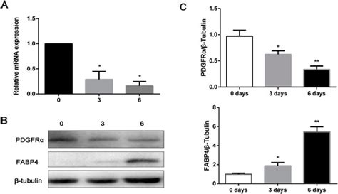 Ijms Free Full Text Pdgfrα Regulated By Mir 34a And Foxo1 Promotes