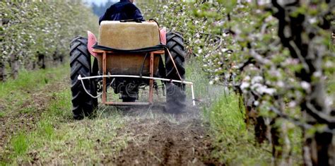 Tractor Spray Herbicide In An Apple Orchard In Blossom Spraying