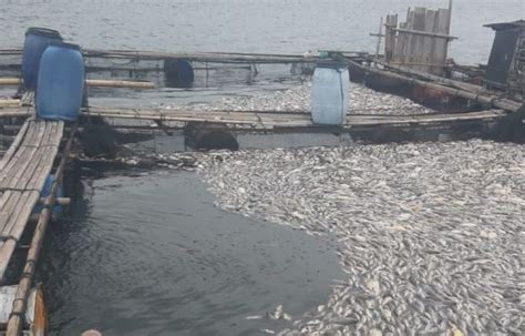 Ribuan Ton Ikan Mati Massal Di Waduk Jatiluhur Purwakarta Petani Kja