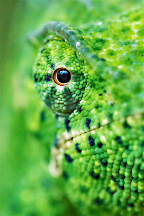 30+ Stunning Examples Of Macro Photography - ViewBug.com