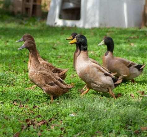 Khaki Campbell Ducks | Freedom Ranger’s Family of Hatcheries