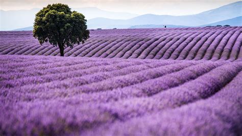 Florecen Los Campos De Lavanda De Brihuega Guadalajara