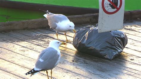 Seagulls Eating Garbage - Venice 2023