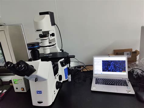 研究型倒置荧光显微镜应用于脑细胞荧光研究工作