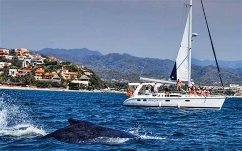 Whale Watching in Puerto Vallarta - PV Paradise Rentals