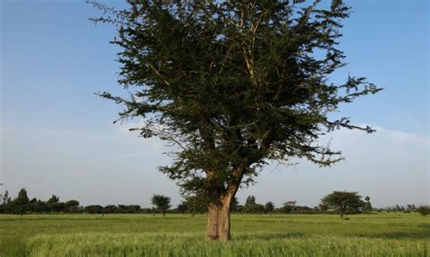 Matching nutrients to agroforestry systems for greater maize and wheat ...