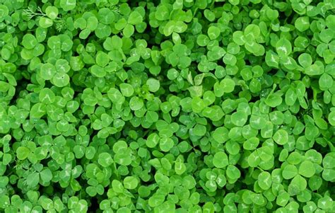 Curious Questions Why Are Four Leaf Clovers Lucky Country Life