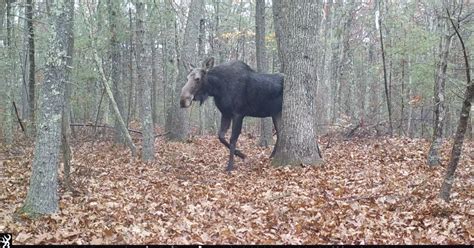 Moose in Harvard | Sudbury Valley Trustees