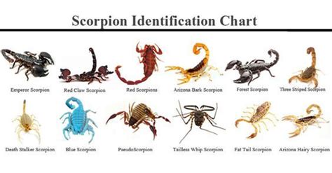 Different Types of Scorpions Species - Scorpion Indentification Chart ...