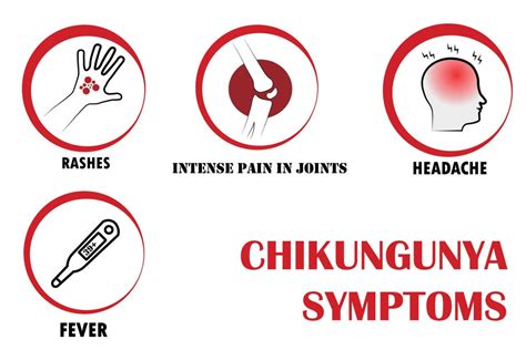 Chikungunya In Babies Causes Symptoms And Treatment Being The Parent