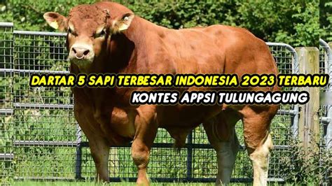 DAFTAR 5 SAPI TERBESAR INDONESIA 2023 TERBARU KONTES APPSI TULUNGAGUNG