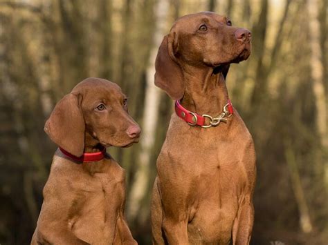 Braco Húngaro Guía de Características y Cuidados del Vizsla 2020