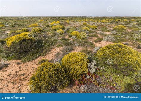 Landscape With Ulex Densus Shrubs Stock Image Image Of Flora Nature