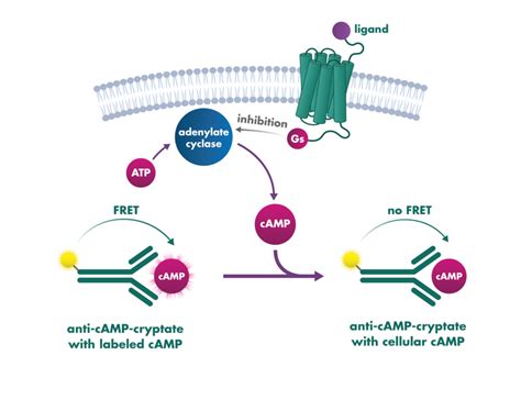 Gpcr Assay Services Reaction Biology