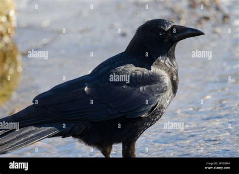 eastern carrion crow corvus corone orientalis kushiro japanese crane