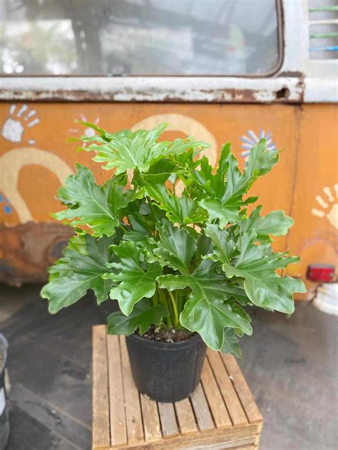 Philodendron "Selloum" | The Watering Can Flower Market