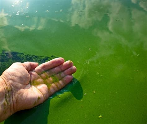 Alertan Sobre La Presencia De Cianobacterias En El Río De La Plata