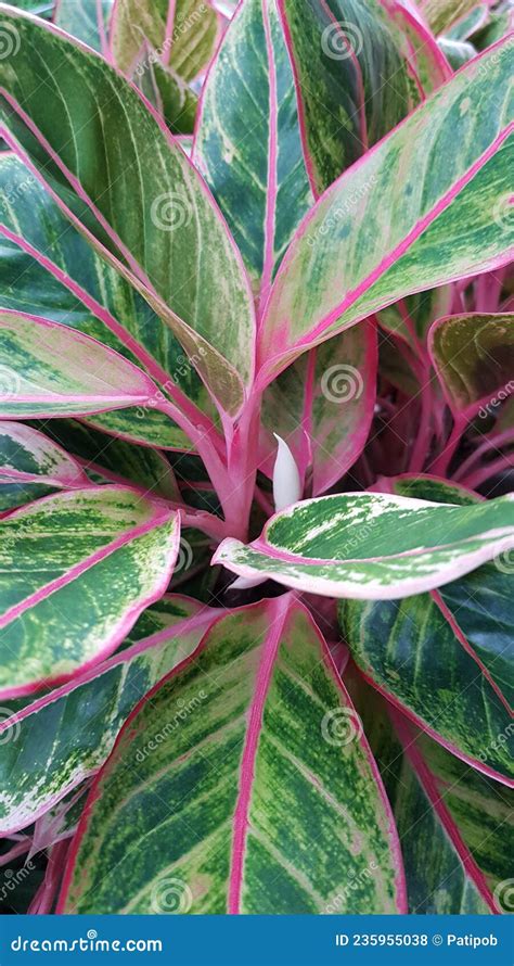 Aglaonema Es Una Hermosa Planta Ornamental De Tallos Rosados Hojas