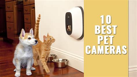 10 Best Pet Cameras Remote Pet Parenting Made So Easy Believe Us