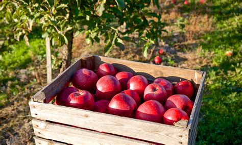 Apple Picking In And Around Asheville The Best Apple Orchards About