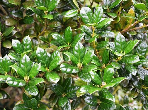 Burford Holly For Sale Mulch Masters Jacksonville Fl