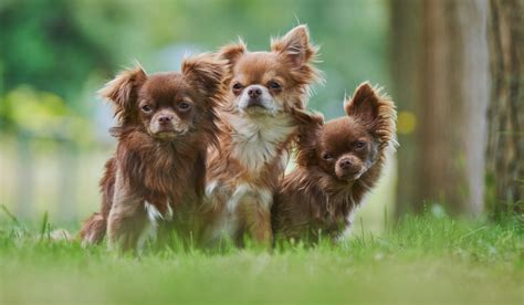 Como Escolher a Melhor Raça de Cachorro Encontre o Companheiro