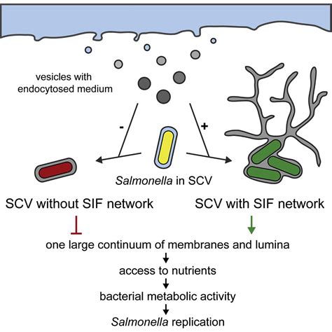 Salmonella Enterica Remodels The Host Cell Endosomal System For