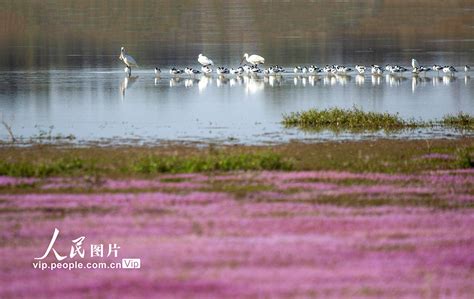 江西都昌：鄱阳湖迎来越冬候鸟迁徙高峰 建平融媒（建平新闻网）