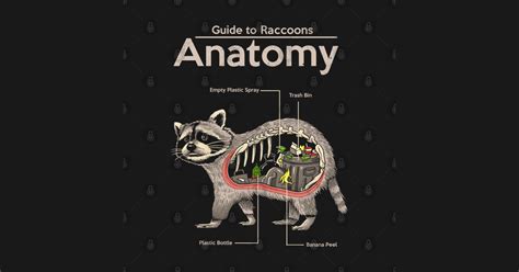 Raccoon Anatomy Diagram