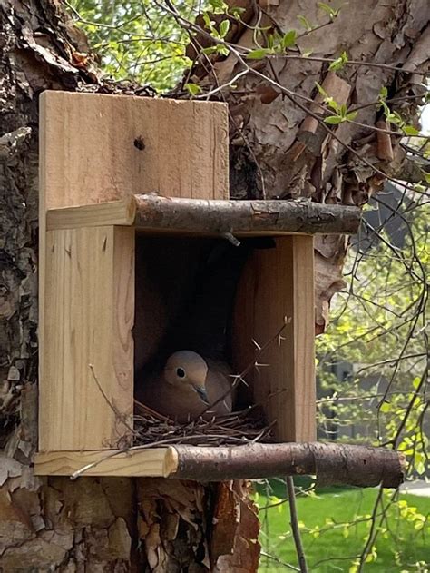 Cedar Bird Nesting Platform Shelter Cedar Bird Nesting Box Dove Nesting Box Dove Birdhouse Dove