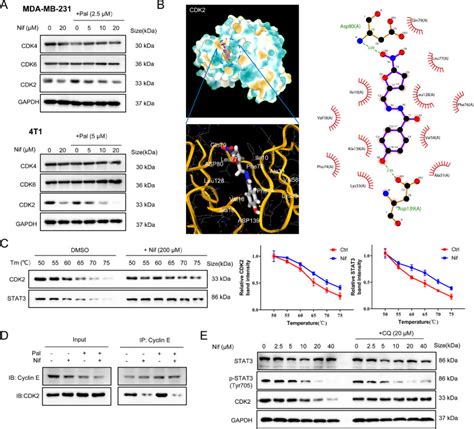 Cdk4 Cell Signaling Technology Inc Bioz