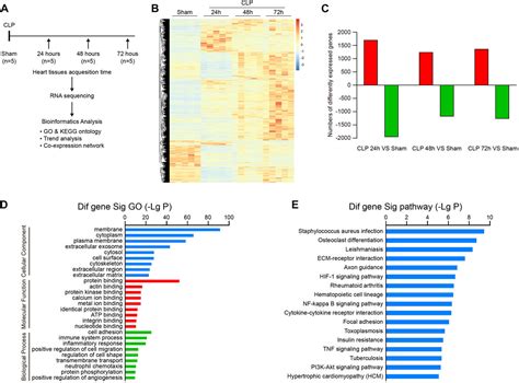 Frontiers Time Series Transcriptomic Analysis By RNA Sequencing